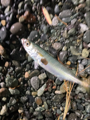 サバの釣果