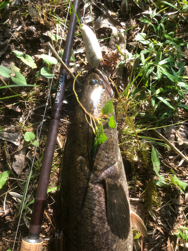 カムルチーの釣果