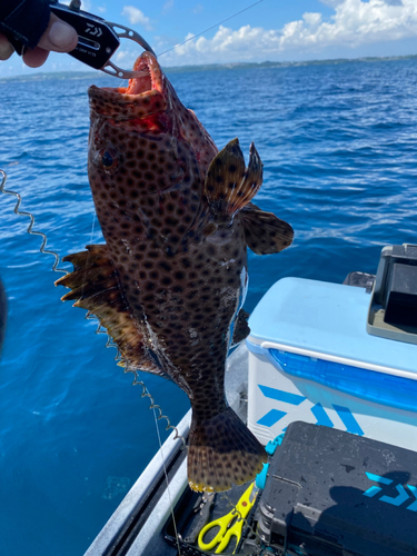 シロブチハタの釣果