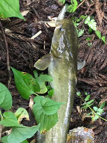 ナマズの釣果