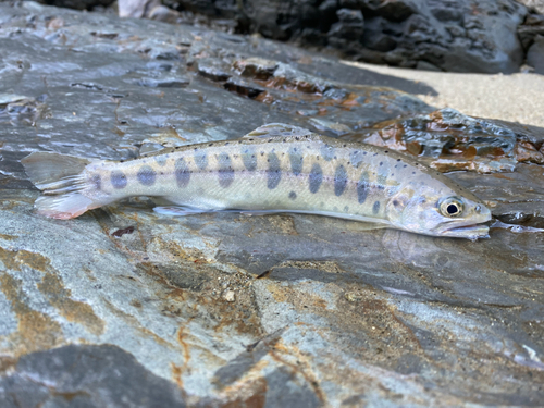 ヤマメの釣果