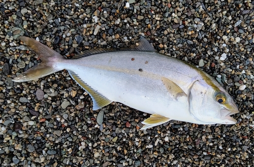 ネリゴの釣果