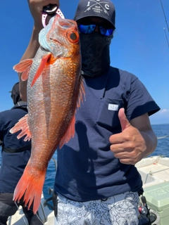 アカムツの釣果