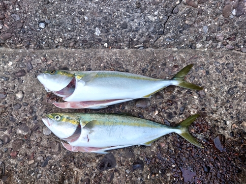 ツバスの釣果