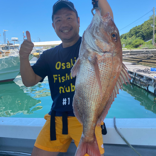 マダイの釣果