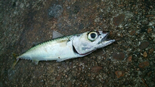 サバの釣果