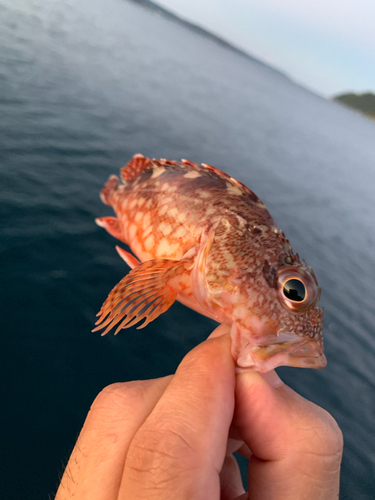 ガシラの釣果