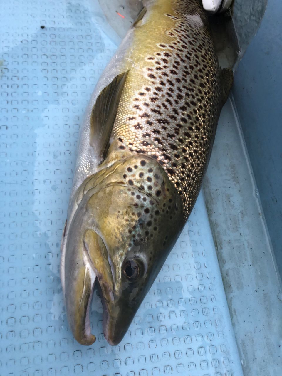 ブラウントラウト