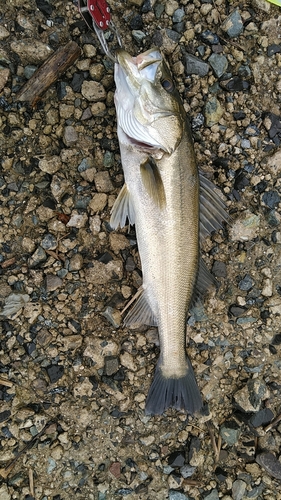 スズキの釣果