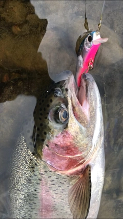 ニジマスの釣果