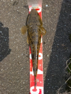 マゴチの釣果