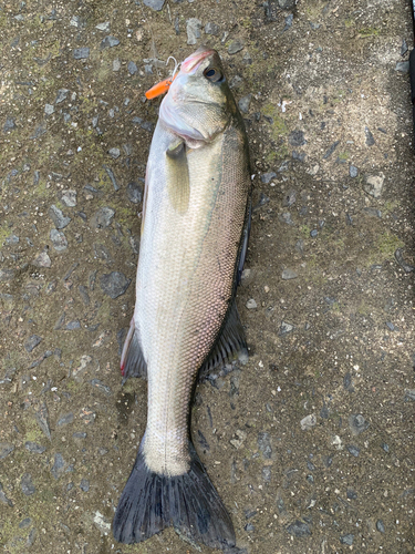 スズキの釣果