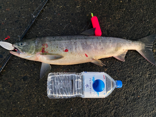 アキアジの釣果