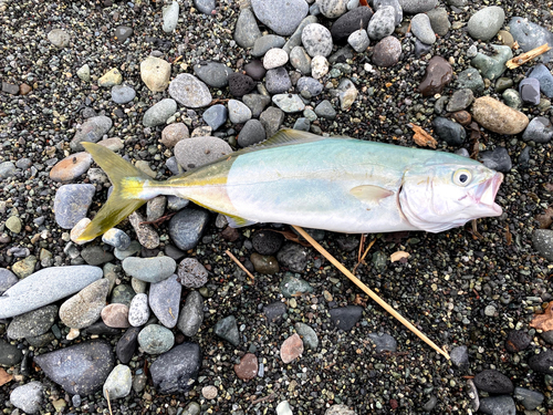 ワカシの釣果