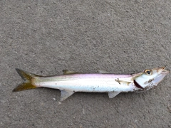 カマスの釣果