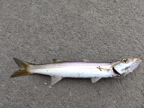 カマスの釣果