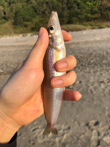 キスの釣果