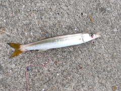 カマスの釣果
