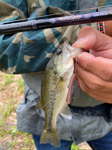 ラージマウスバスの釣果