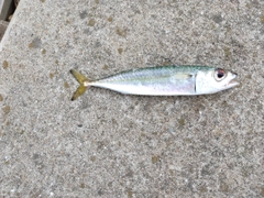 マサバの釣果