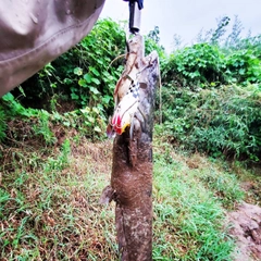 ニホンナマズの釣果