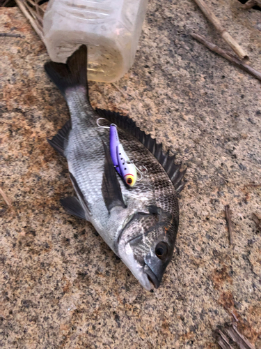 チヌの釣果