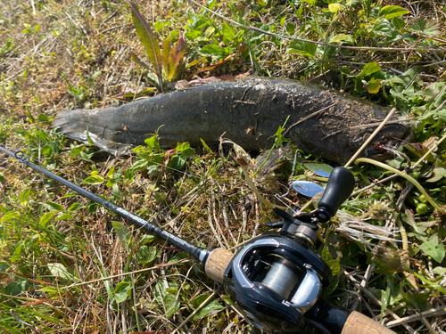 ナマズの釣果