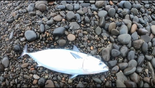 カツオの釣果