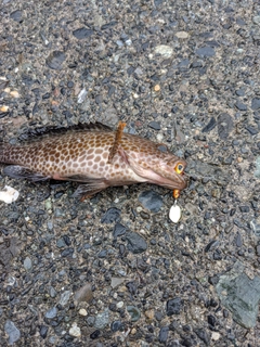 オオモンハタの釣果