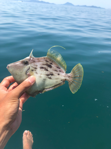 カワハギの釣果