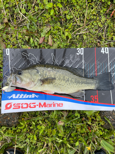 ブラックバスの釣果