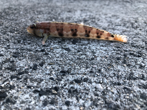 イトヒキハゼの釣果