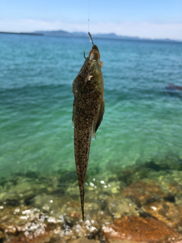 メゴチの釣果