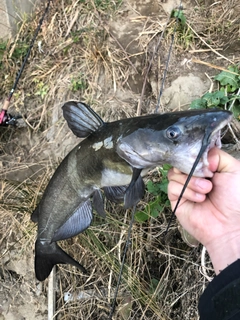 アメリカナマズの釣果