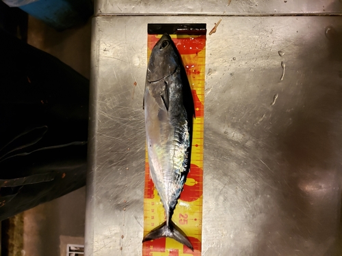 マルソウダの釣果