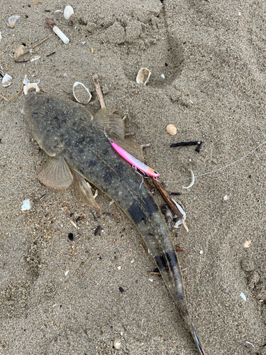 コチの釣果