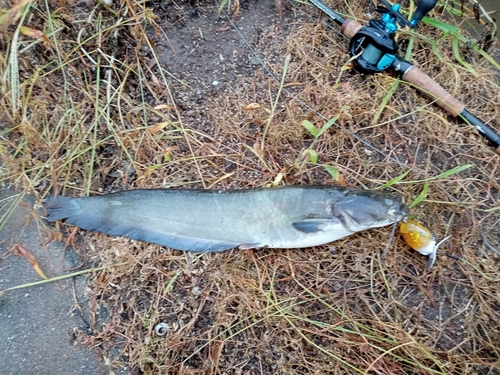 ナマズの釣果