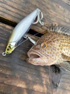 オオモンハタの釣果