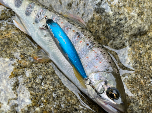 アマゴの釣果