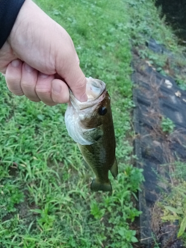 ラージマウスバスの釣果