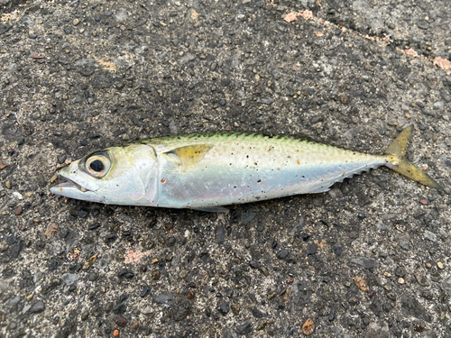 サバの釣果