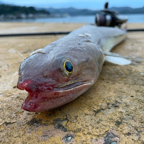 エソの釣果