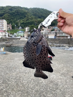 イシガキダイの釣果