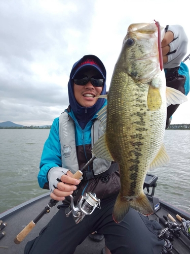 ラージマウスバスの釣果