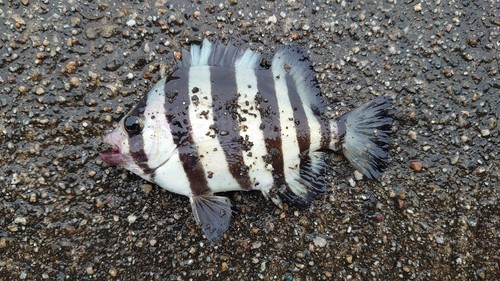 シマダイの釣果