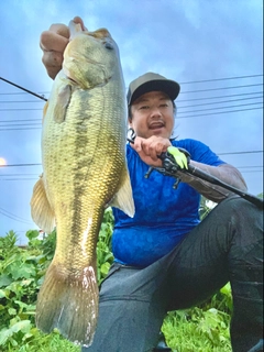 ブラックバスの釣果