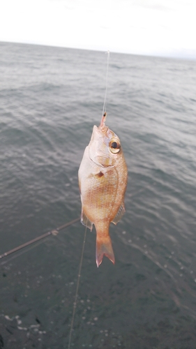 タイの釣果