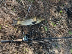 コイの釣果