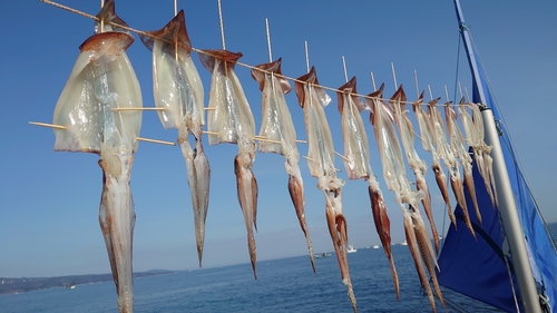 スルメイカの釣果