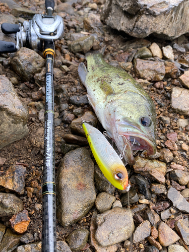 ブラックバスの釣果